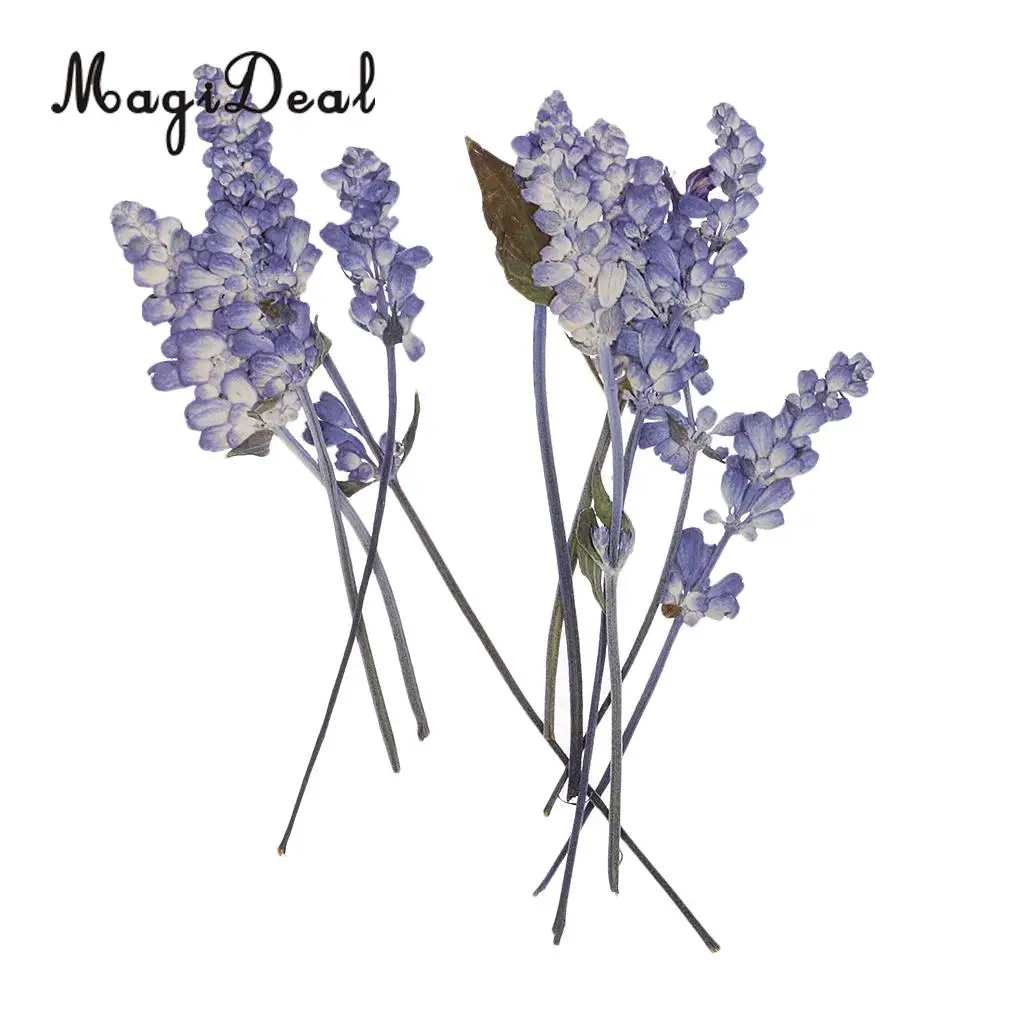 10pcs Beautiful Pressed Sage Flower Dried Flowers for Art Craft Scrapbooking Epoxy Resin Jewelry Making DIY Decorations