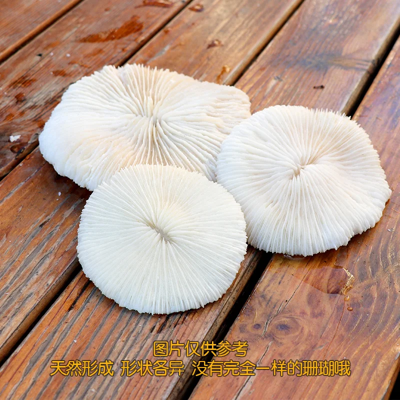 Natural Sea Coral Shell Conch Crystal Function Mushroom Coral Fish Tank Aquarium Landscape Decoration Micro-landscape Decoration
Natural Sea Coral Shell Conch Crystal Function Mushroom Coral Fish Tank Aquarium Landscape Decoration Micro-landscape Decoration
