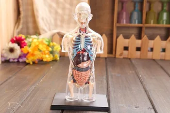 37 Part Assembled Transparent Human Torso Model Human Anatomy Model 4D Bust Male Body Head Musculoskeletal Anatomy Science Model
37 Part Assembled Transparent Human Torso Model Human Anatomy Model 4D Bust Male Body Head Musculoskeletal Anatomy Science Model