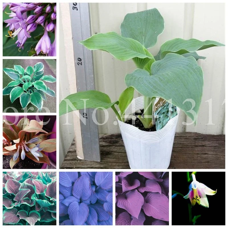 200 pcs/ bag Colorful Hosta Flores Indoor Bonsai Flower Plantas Coleus Lily Planting Potted DIY for Home Garden Decor Perennial
200 pcs/ bag Colorful Hosta Flores Indoor Bonsai Flower Plantas Coleus Lily Planting Potted DIY for Home Garden Decor Perennial