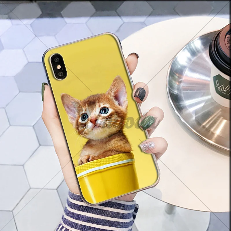 Cute yellow hair cat