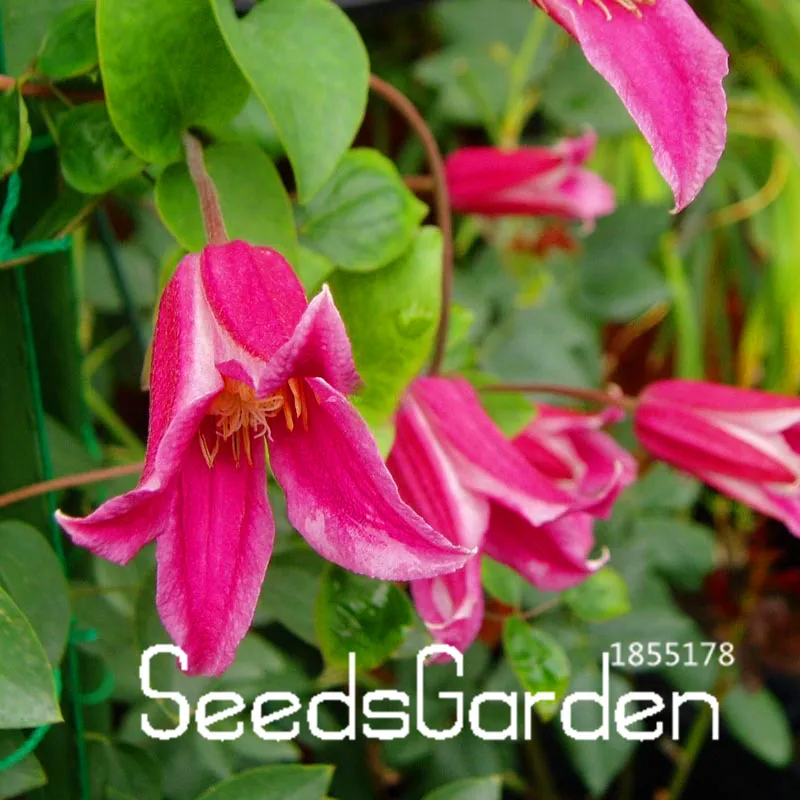 Big Sale!100 Pcs/Lot red Clematis Plantas Patio And Garden Plants Potted Flowers Beautiful Clematis Climbing Plants Bonsai,#WYV
Big Sale!100 Pcs/Lot red Clematis Plantas Patio And Garden Plants Potted Flowers Beautiful Clematis Climbing Plants Bonsai,#WYV