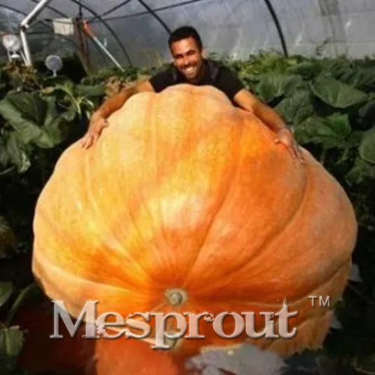 Hot Sale! Giant Pumpkin bonsai 10pcs Vegetable Bonsai Fruit plant Happy Farm for Home Garden Plant Exotic Interested gift Free
Hot Sale! Giant Pumpkin bonsai 10pcs Vegetable Bonsai Fruit plant Happy Farm for Home Garden Plant Exotic Interested gift Free