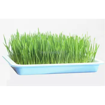 Square Medium Plastic Hydroponics Nursery Pots Garden Tools Seeds Sprout Vegetable Planter Double Layers Nursery Seedling Plate
Square Medium Plastic Hydroponics Nursery Pots Garden Tools Seeds Sprout Vegetable Planter Double Layers Nursery Seedling Plate