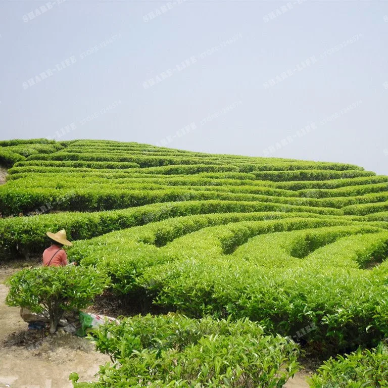 New Crop Chinese Green Tea Tree Bonsai Fresh Camellia Sinensis Bonsai Garden Bonsai Green Tea Flower Plant 10 PCS Free Shipping
New Crop Chinese Green Tea Tree Bonsai Fresh Camellia Sinensis Bonsai Garden Bonsai Green Tea Flower Plant 10 PCS Free Shipping
