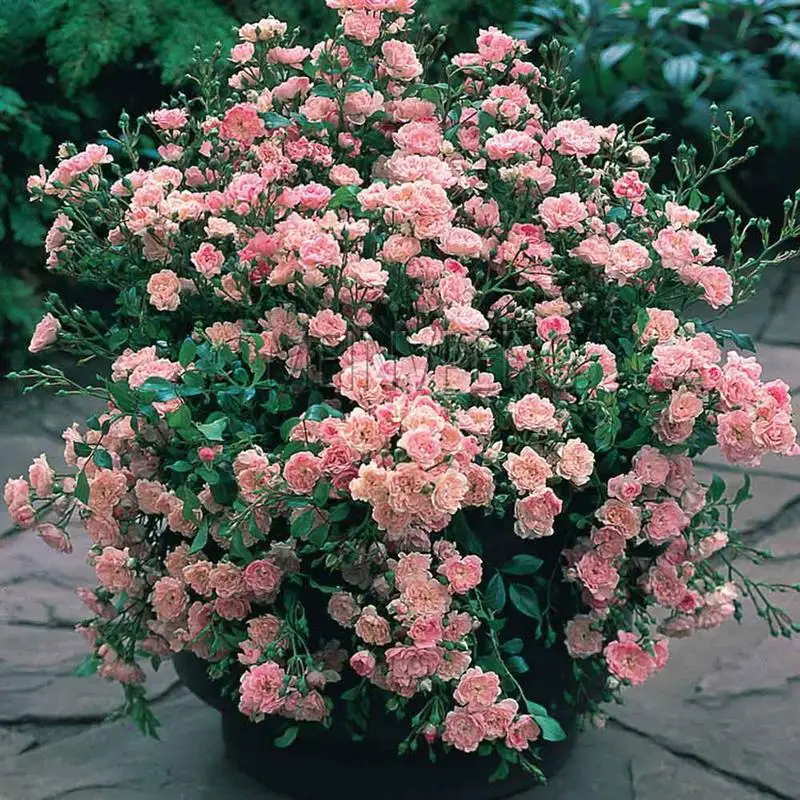 On Sale!!! 200 Particles / Bag Chinese black Rose lover Rose Strong Fragrant Garden Rose Flower Gorgeous Cut Flower
On Sale!!! 200 Particles / Bag Chinese black Rose lover Rose Strong Fragrant Garden Rose Flower Gorgeous Cut Flower