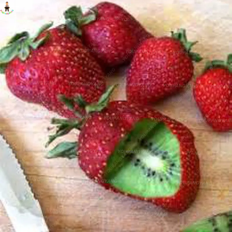 500 pcs kiwi strawberry plants climing strawberry fruit rare gaint strawberry delicous bonsai home garden flower tree
500 pcs kiwi strawberry plants climing strawberry fruit rare gaint strawberry delicous bonsai home garden flower tree