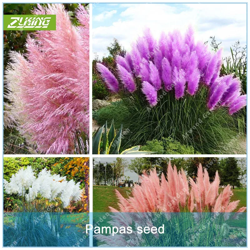 ZLKING 1000 Pcs Pampas Grass Bonsai Rare Reed Flower For Home Garden Planting Selloana Decoration DIY Garden
ZLKING 1000 Pcs Pampas Grass Bonsai Rare Reed Flower For Home Garden Planting Selloana Decoration DIY Garden