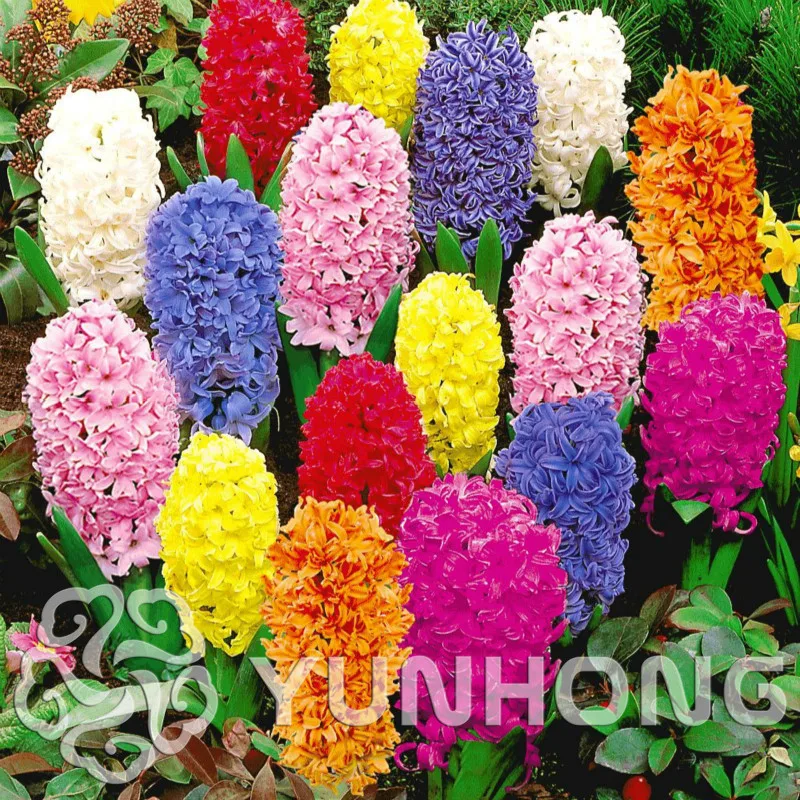 50 Pcs / Bag, Hyacinthus Bonsai, Diy Potted Plants, Indoor / Outdoor Pot Bonsai Germination Rate Of 95% Mixed Colors
50 Pcs / Bag, Hyacinthus Bonsai, Diy Potted Plants, Indoor / Outdoor Pot Bonsai Germination Rate Of 95% Mixed Colors