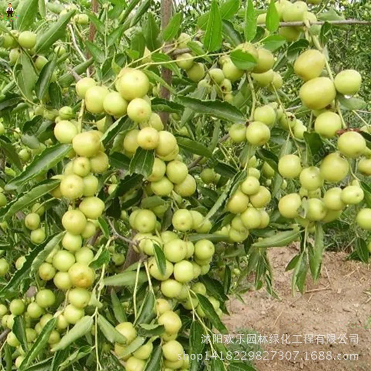 20Pcs Giant Sweet Jujube planting Bonsais Fruit tree plants Rare Exotic Bonsai Potted Decoration Home Garden
20Pcs Giant Sweet Jujube planting Bonsais Fruit tree plants Rare Exotic Bonsai Potted Decoration Home Garden