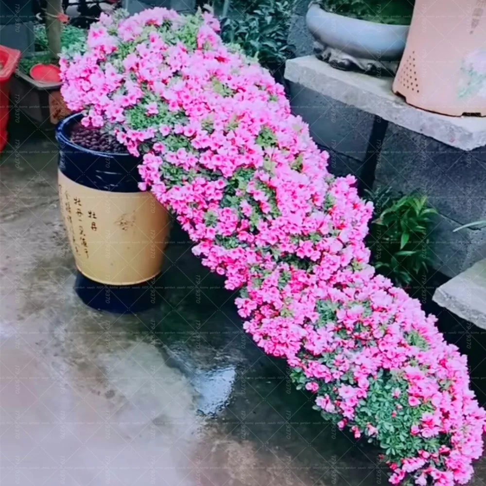 100pcs Sims Azalea bonsai Rhododendron simsii bonsai flower perennial indoor flowering potted plant for home garden plants
100pcs Sims Azalea bonsai Rhododendron simsii bonsai flower perennial indoor flowering potted plant for home garden plants