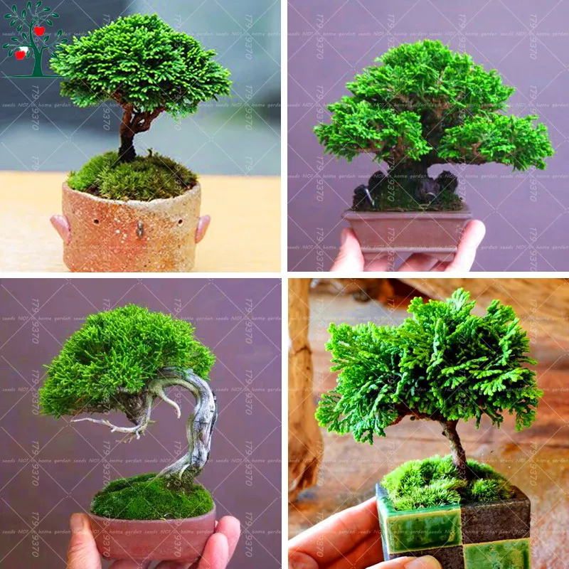20PCS Japanese Mini Black Pine Ornamental Tree Evergreen Bonsai Plants For Home Garden Easy To Grow
20PCS Japanese Mini Black Pine Ornamental Tree Evergreen Bonsai Plants For Home Garden Easy To Grow