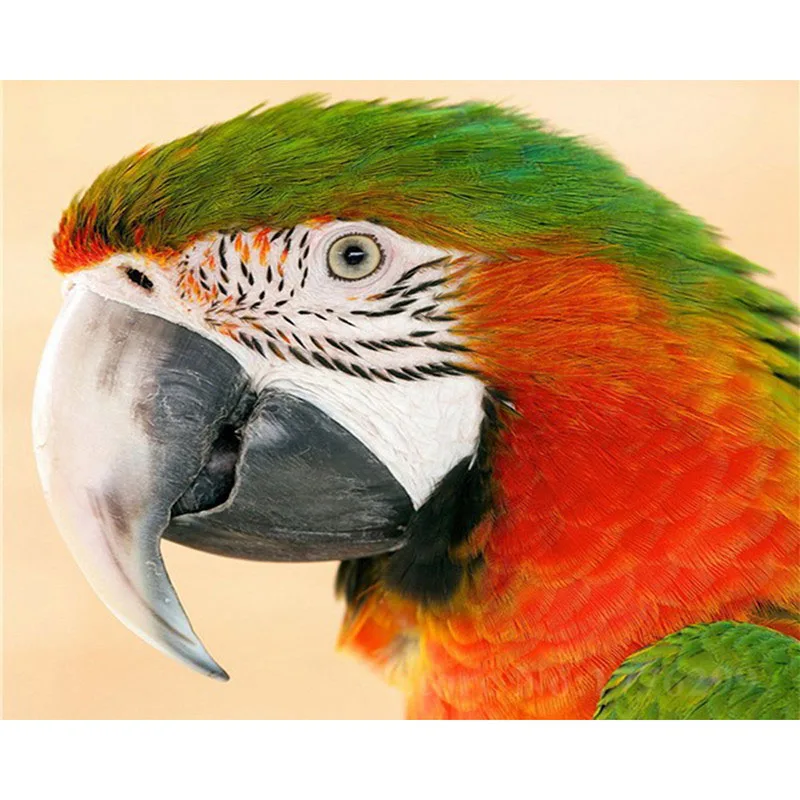 DUTEY 5D DIY Full Drill diamond painting “Colourful Parrot” 3d embroidery cross stitch rhinestone animal mosaic home decor hcr
DUTEY 5D DIY Full Drill diamond painting “Colourful Parrot” 3d embroidery cross stitch rhinestone animal mosaic home decor hcr