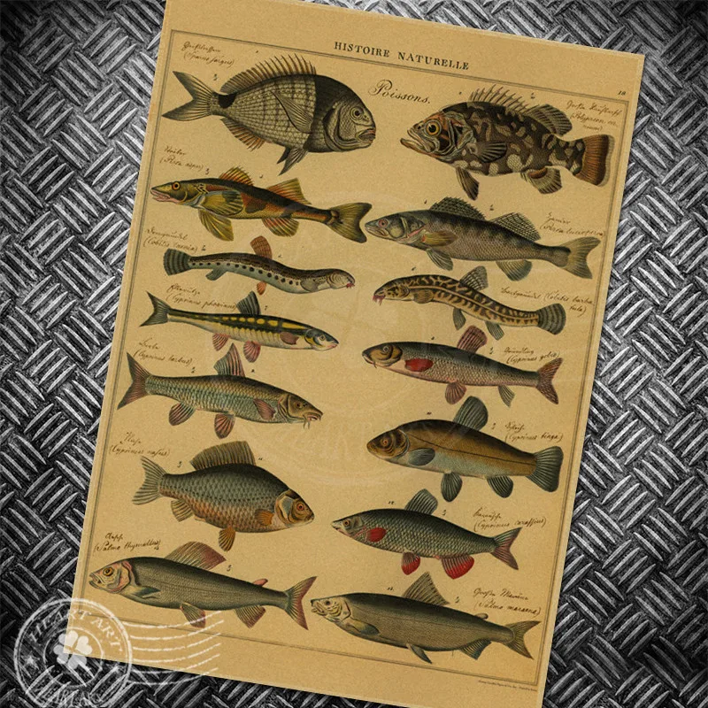 Fish Animal Chart Vintage poster art retro painting wall sticker print and picture classic wallpaper home deocration 42x30cm
Fish Animal Chart Vintage poster art retro painting wall sticker print and picture classic wallpaper home deocration 42x30cm
