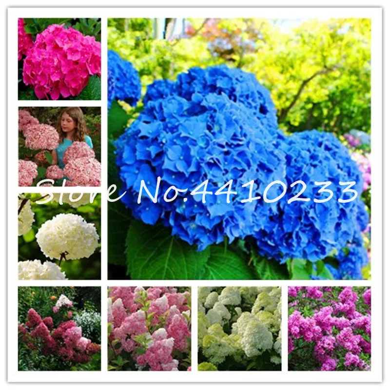 50 Pcs Climbing Outdoor Hydrangea Flower Bonsai,Hydrangea Paniculata 'Vanilla Fraise',Bonsai Flower Potted Plant Garden Decor
50 Pcs Climbing Outdoor Hydrangea Flower Bonsai,Hydrangea Paniculata 'Vanilla Fraise',Bonsai Flower Potted Plant Garden Decor