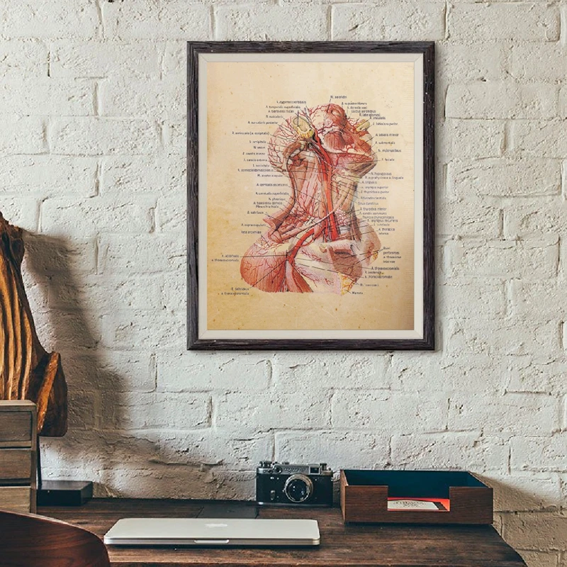 Human Body Illustration Canvas Prints And Poster , Detailed Neck Anatomy Vintage Poster Art Painting Wall Pictures Office Decor
Human Body Illustration Canvas Prints And Poster , Detailed Neck Anatomy Vintage Poster Art Painting Wall Pictures Office Decor