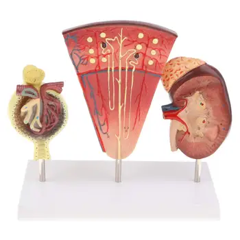 1: 1 Nephron Renal Glomerulum Model Human Organ Anatomical Model for School Teaching Tool Learning Display Lab Supplies
1: 1 Nephron Renal Glomerulum Model Human Organ Anatomical Model for School Teaching Tool Learning Display Lab Supplies