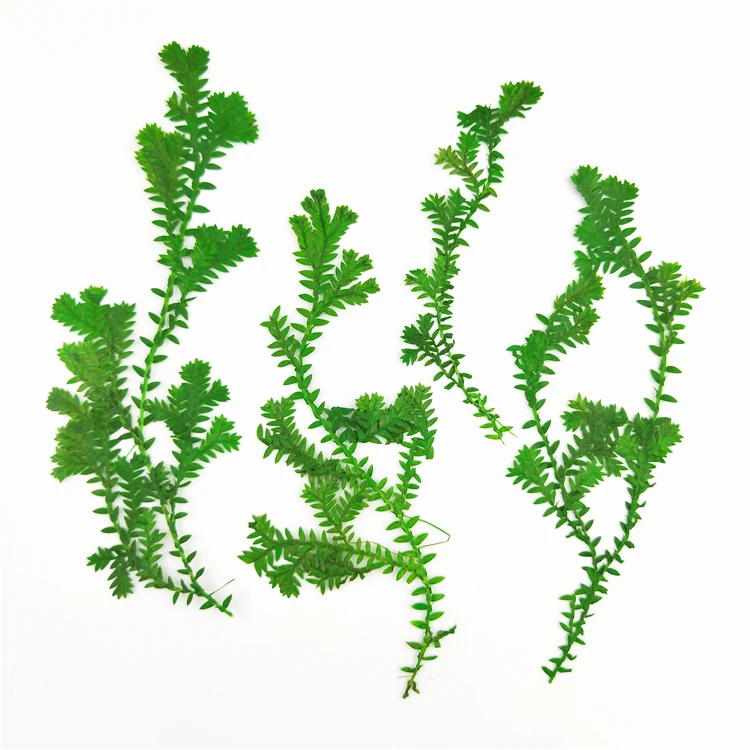 New Pressed Dried Aquatic plants Natural dry Flowers DIY Art Floral Decors Collection 1bag (8 branches)
New Pressed Dried Aquatic plants Natural dry Flowers DIY Art Floral Decors Collection 1bag (8 branches)