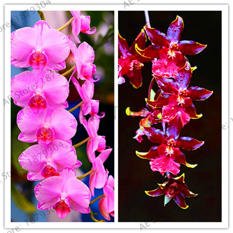 Genuine!100pcs/lot Rare Cymbidium orchid, African Cymbidiums flores, bonsai flower plantas, plant for home garden,#8S5VQF
Genuine!100pcs/lot Rare Cymbidium orchid, African Cymbidiums flores, bonsai flower plantas, plant for home garden,#8S5VQF