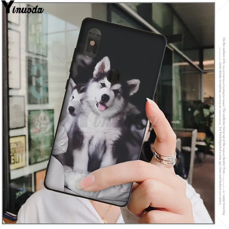 Animal Husky cute Puppy Dog