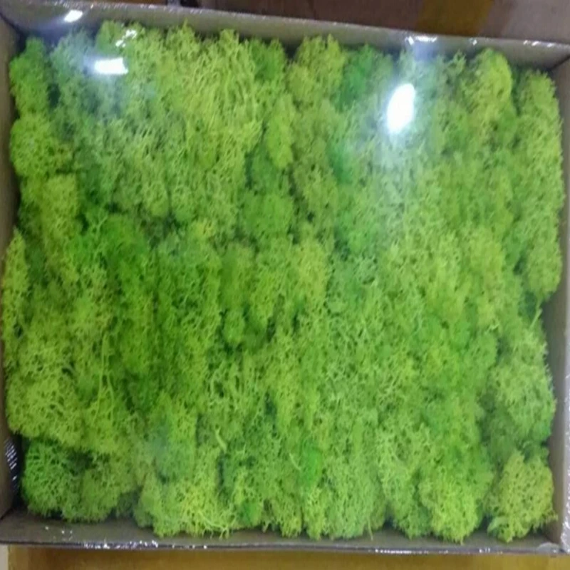 500g DIY Plant Wall Lichen Preserved Moss Home Office Wedding Party Decoration Christmas Gifts,Long Time Lasting Plant Flowers
500g DIY Plant Wall Lichen Preserved Moss Home Office Wedding Party Decoration Christmas Gifts,Long Time Lasting Plant Flowers