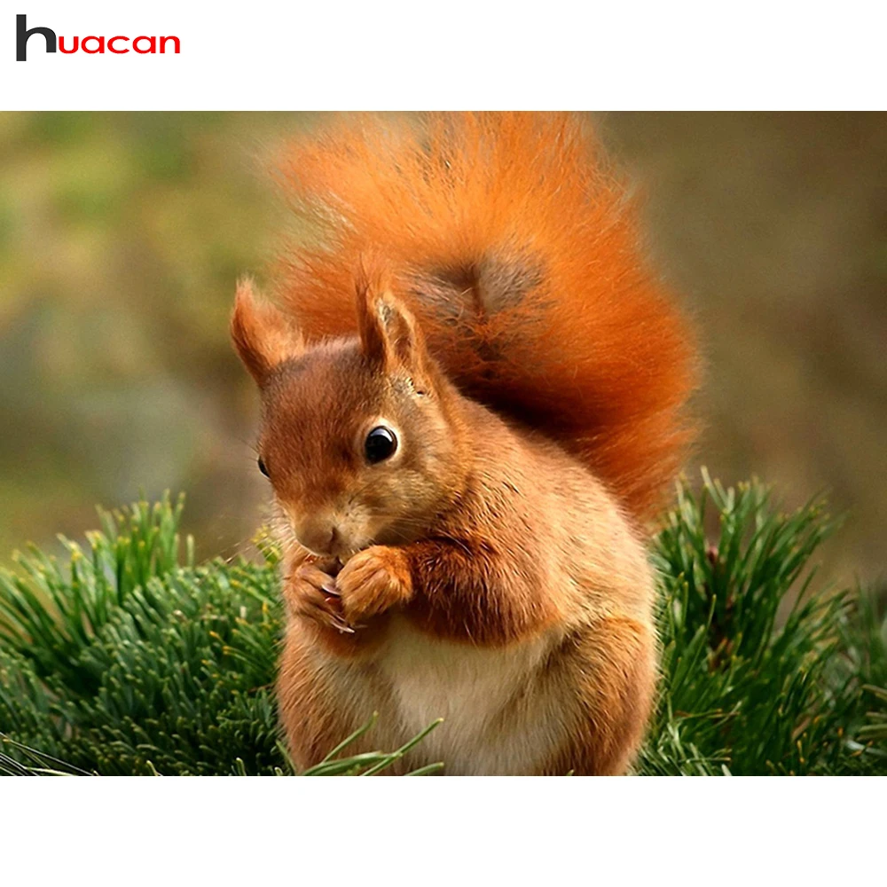 Diamond Mosaic Animal Diamond Embroidery Cross Stitch Diamond Painting Full Square Squirrel Picture Of Rhinestones Sale Handmade
Diamond Mosaic Animal Diamond Embroidery Cross Stitch Diamond Painting Full Square Squirrel Picture Of Rhinestones Sale Handmade
