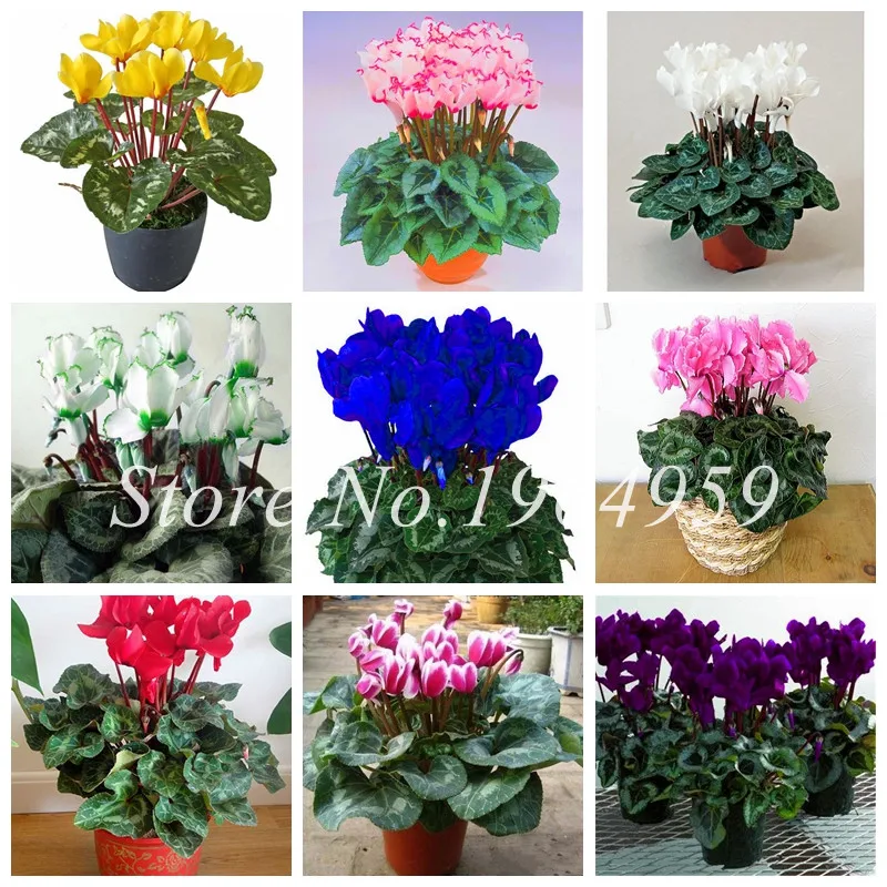 100 Pcs Mixed Cyclamen Flower Bonsai, Indoor Potted Plants, Perennial Flowering Natural Cyclamen Plant For Balcony Garden Bonsai
100 Pcs Mixed Cyclamen Flower Bonsai, Indoor Potted Plants, Perennial Flowering Natural Cyclamen Plant For Balcony Garden Bonsai