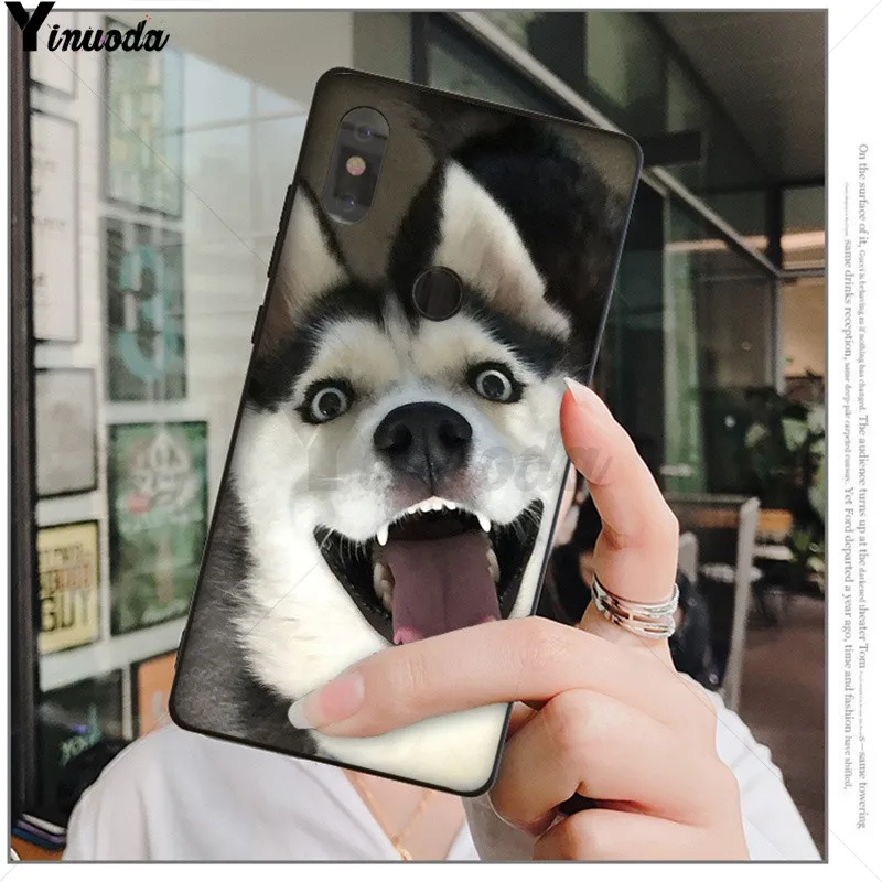 Animal Husky cute Puppy Dog