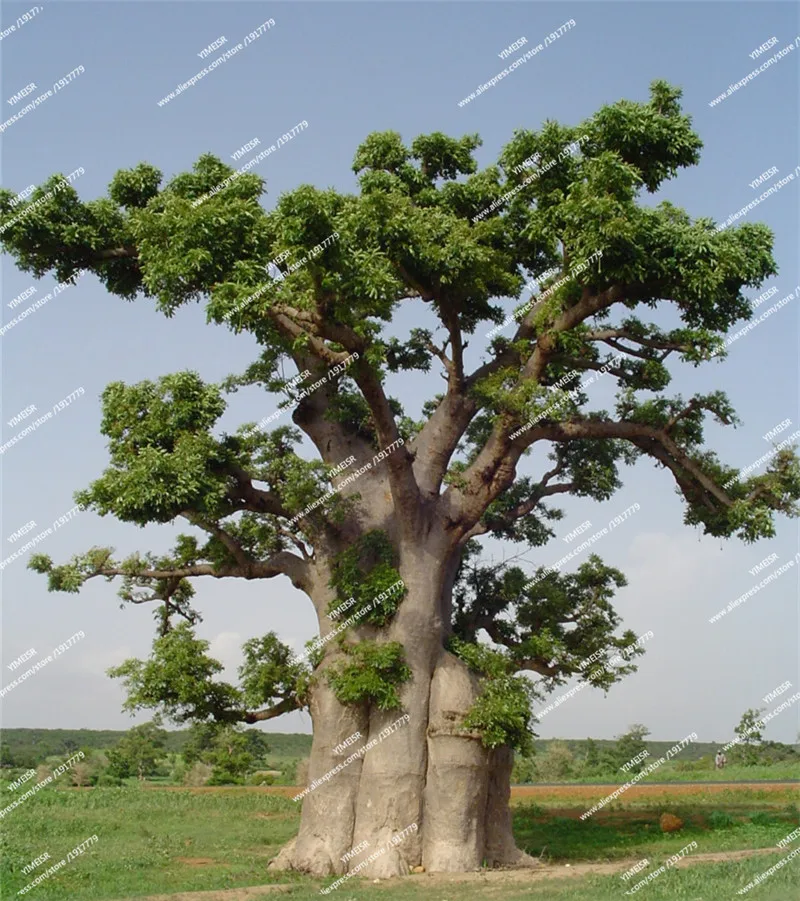 baobab-bio-arbre-baomix-biologiquement-poudre-fruit-feuille-fleur-adansonia-9_