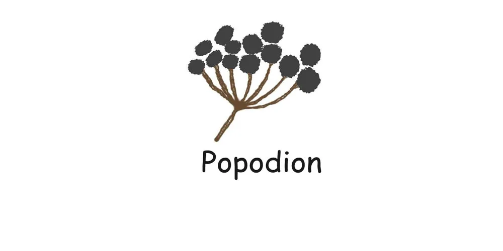 popodion