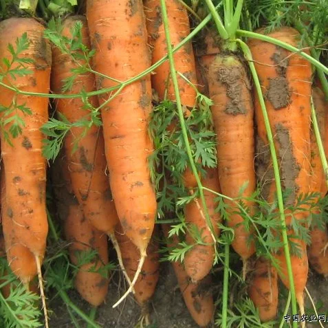 100pcs bonsai Aquarius Excluded Very Easy Interest Ginseng Vegetable Nutrition Carrot Home Garden Decoration Gladiolus Bulbs
100pcs bonsai Aquarius Excluded Very Easy Interest Ginseng Vegetable Nutrition Carrot Home Garden Decoration Gladiolus Bulbs
