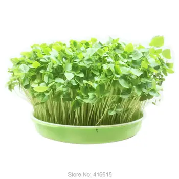 Plastic Hydroponics Nursery Pots Garden Tools Seeds Sprout Vegetable Planter Double Layers Nursery Seedling Plate
Plastic Hydroponics Nursery Pots Garden Tools Seeds Sprout Vegetable Planter Double Layers Nursery Seedling Plate