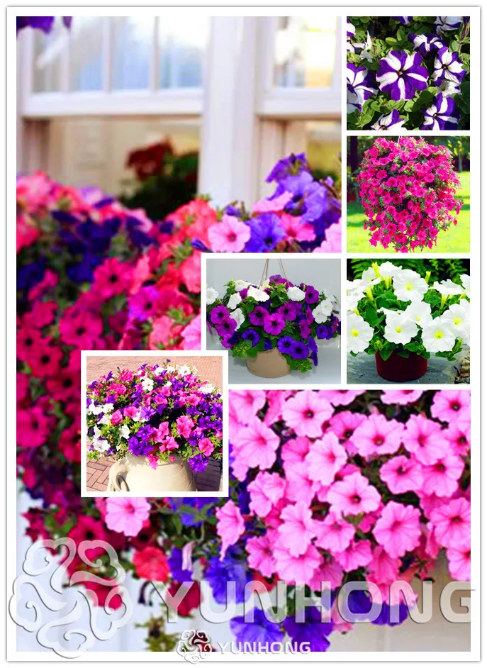 100 Pcs / Bag True Original Hanging Petunia Flowers Bonsai Beautiful Very Easy Grow Garden Ornaments Indoor Bonsai Pot Hot Sale
100 Pcs / Bag True Original Hanging Petunia Flowers Bonsai Beautiful Very Easy Grow Garden Ornaments Indoor Bonsai Pot Hot Sale
