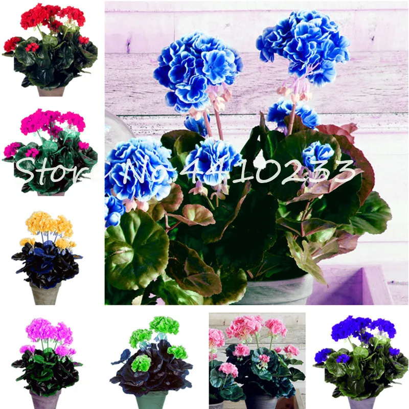30 Pcs Bonsai Geranium ,Perennial Bonsai Flower Plantas Pelargonium Peltatum Potted Geranium For Home Garden Houseplant
30 Pcs Bonsai Geranium ,Perennial Bonsai Flower Plantas Pelargonium Peltatum Potted Geranium For Home Garden Houseplant