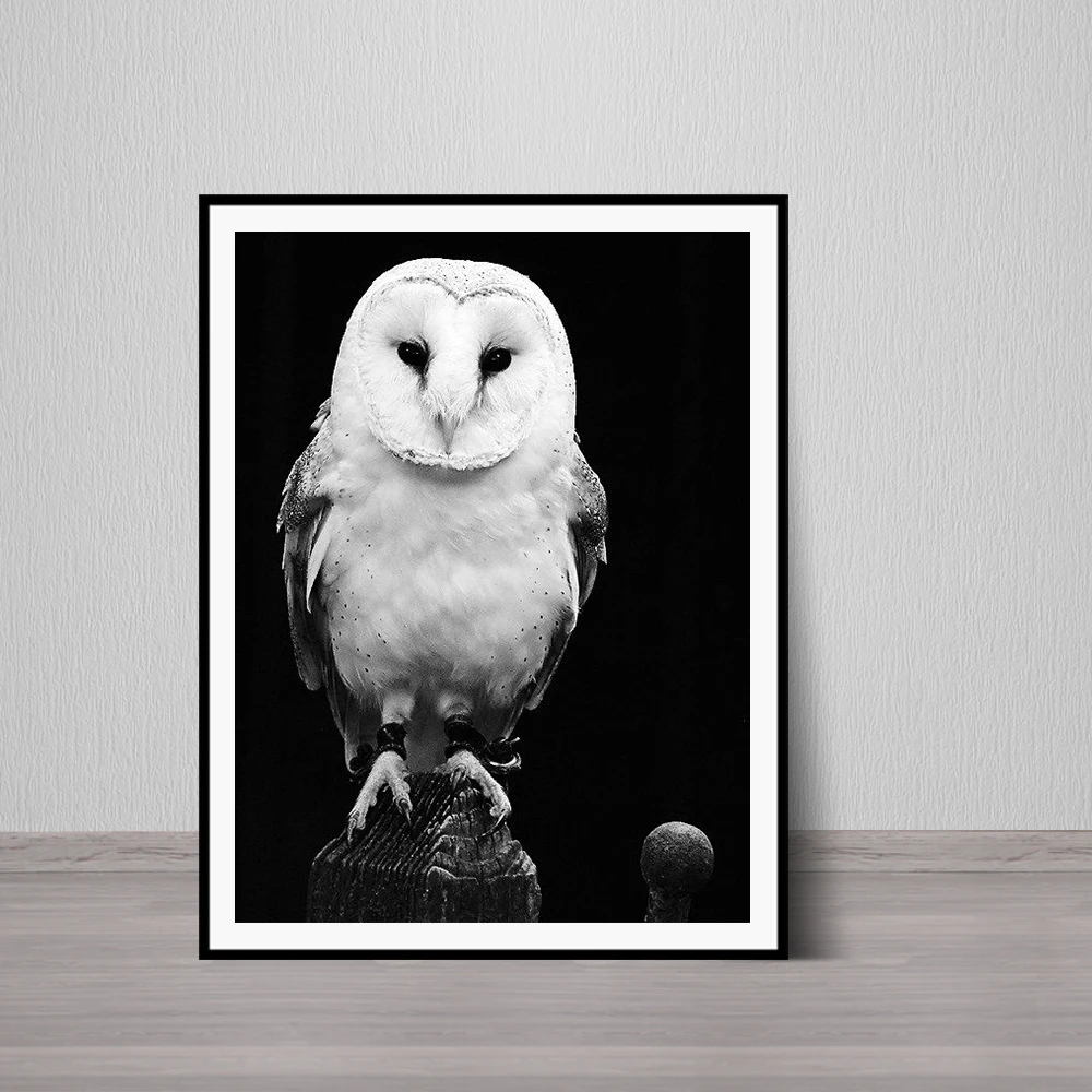 Barn Owl Photo Art Black and White Bird Fine Woodland Northwood Art Print Wildlife Birds Poster
Barn Owl Photo Art Black and White Bird Fine Woodland Northwood Art Print Wildlife Birds Poster