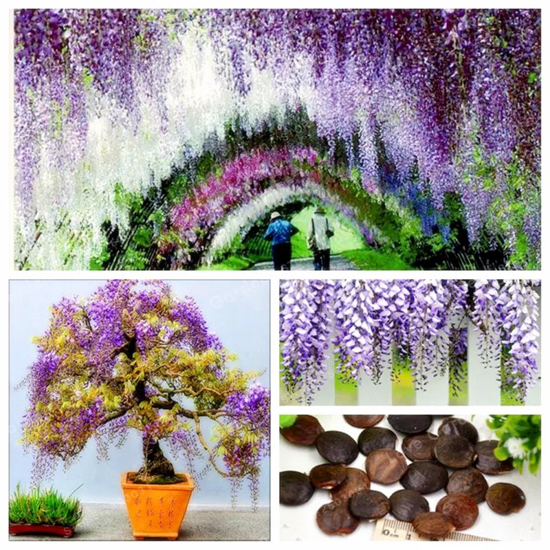 Wisteria Bonsai 5 Pcs Rare Bonsai Wisteria Tree Bonsai Indoor Ornamental Plants Flower Bonsai Perennial Flowers For Home Garden
Wisteria Bonsai 5 Pcs Rare Bonsai Wisteria Tree Bonsai Indoor Ornamental Plants Flower Bonsai Perennial Flowers For Home Garden