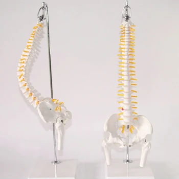 

45cm Flexible 1:1 Adult Lumbar Bend Spine Model Humans Skeleton Model with Spinal Disc Pelvis Model Used for Massage ,yoga Etc.