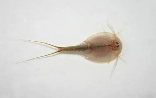 2019 Sea Monkeys Monkey Like Triops Magically Living Animal Fairy Brine Shrimp Growing Live Artemia Salina Crayfish Prawns 2PCS
2019 Sea Monkeys Monkey Like Triops Magically Living Animal Fairy Brine Shrimp Growing Live Artemia Salina Crayfish Prawns 2PCS
