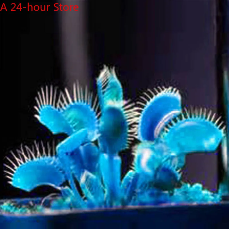 Big Promotion 500 Pcs/Set Blue Flytrap Bonsai Dionaea Muscipula Venus Carnivorous Plants Bonsai Giant Clip Insectivorous Plant B
Big Promotion 500 Pcs/Set Blue Flytrap Bonsai Dionaea Muscipula Venus Carnivorous Plants Bonsai Giant Clip Insectivorous Plant B