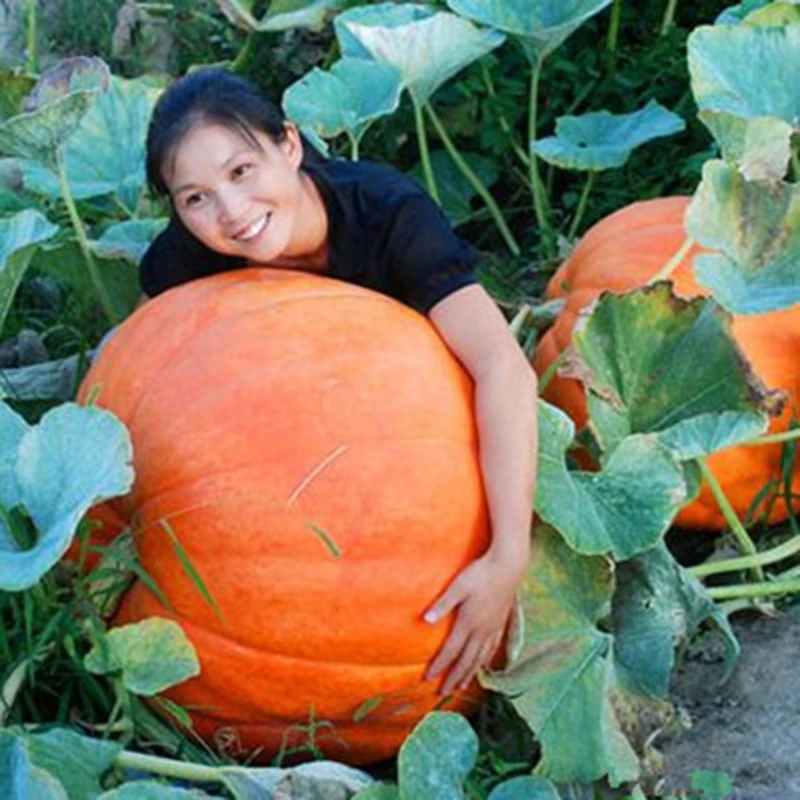 20/pcs Giant Pumpkin plant Super Pumpkins plants Orna-Mental Gourd vegetable plant bonsai
20/pcs Giant Pumpkin plant Super Pumpkins plants Orna-Mental Gourd vegetable plant bonsai