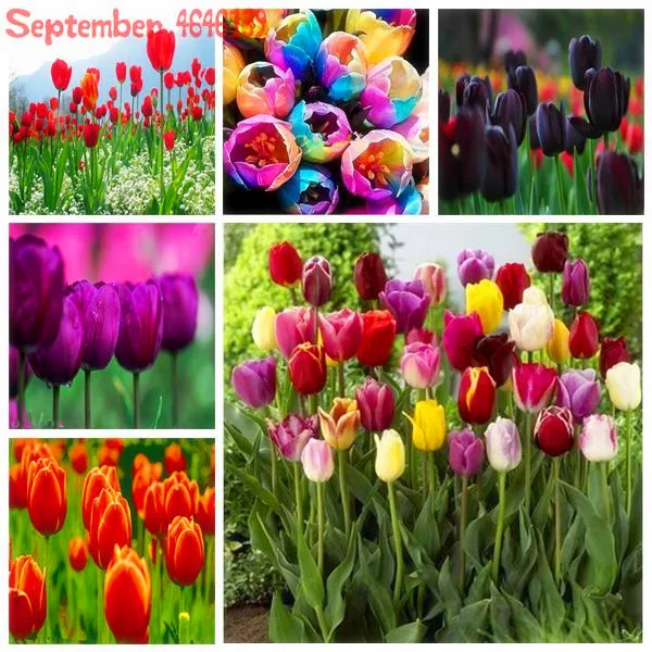 100Pcs Multifarious Tulip Flowers, Tulip Bonsai Of Perennial Garden FlowersHerbs For for Home Garden Flower Symbolizes Love
100Pcs Multifarious Tulip Flowers, Tulip Bonsai Of Perennial Garden FlowersHerbs For for Home Garden Flower Symbolizes Love