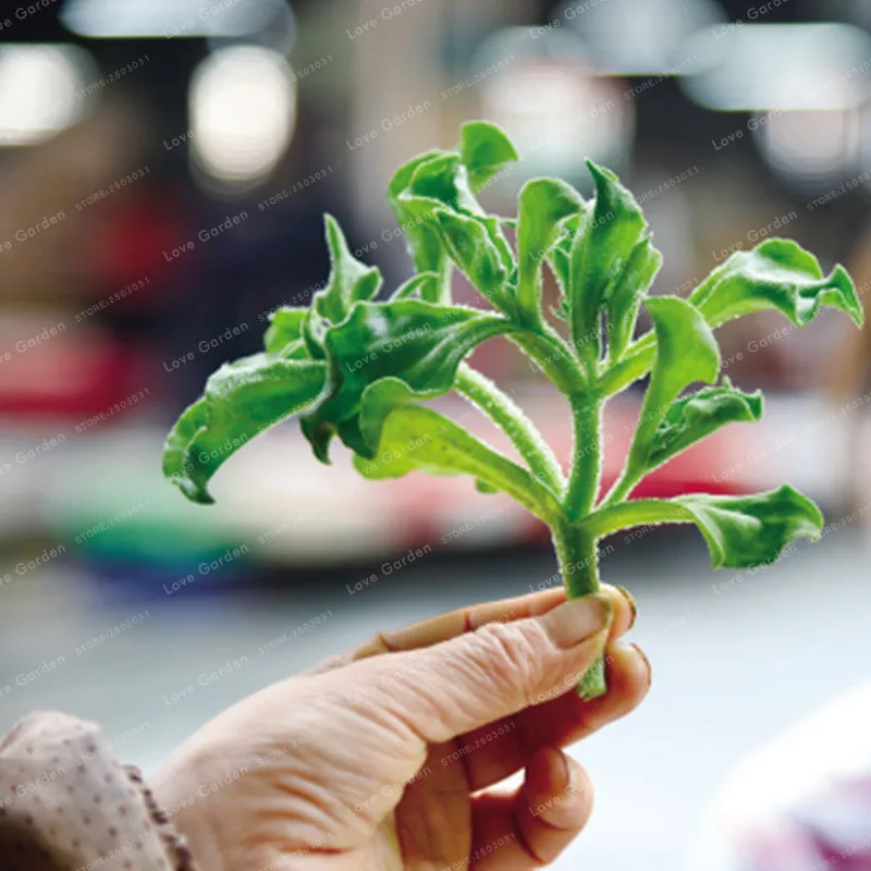 100PCS Ice Plant (Mesembryanthemum Crystallinum)Bonsai Rare Delicious High Nutritional Value Vegetables Bonsai Plant
100PCS Ice Plant (Mesembryanthemum Crystallinum)Bonsai Rare Delicious High Nutritional Value Vegetables Bonsai Plant