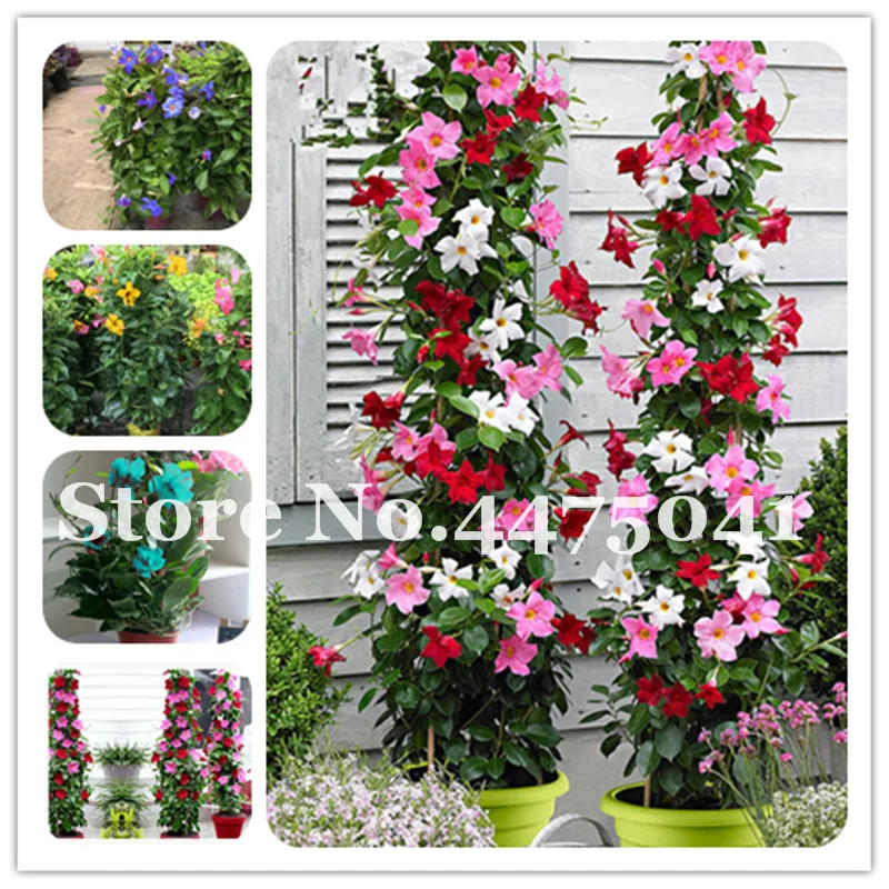 100pcs Climbing Mandevilla Sanderi Dipladenia Sanderi Flower Bonsai Perennial Flower Pot Plants Diy Home Garden Courtyard Decor
100pcs Climbing Mandevilla Sanderi Dipladenia Sanderi Flower Bonsai Perennial Flower Pot Plants Diy Home Garden Courtyard Decor