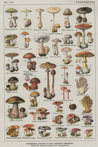 VINTAGE FRENCH MUSHROOM CHART poster SILK POSTER Decorative painting 24x36inch
VINTAGE FRENCH MUSHROOM CHART poster SILK POSTER Decorative painting 24x36inch