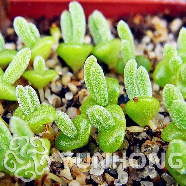 100 PCS Lithops Monilaria Obconica Bonsai Bunny Ears Stone Flower Bonsai plants Bonsai for home & Garden Office Radiation
100 PCS Lithops Monilaria Obconica Bonsai Bunny Ears Stone Flower Bonsai plants Bonsai for home & Garden Office Radiation