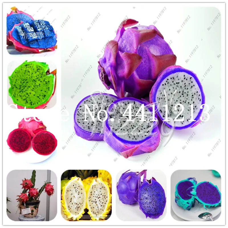 100 Pcs Purple Flesh Pitaya fruit Bonsai Nutrition And Delicious Succulent Fruit Tree Dragon Bonsai Plant for Home Garden
100 Pcs Purple Flesh Pitaya fruit Bonsai Nutrition And Delicious Succulent Fruit Tree Dragon Bonsai Plant for Home Garden