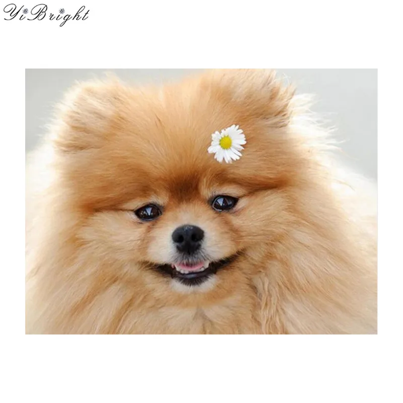 5d Diy Diamond Painting pomeranian Full Diamond Embroidery cute dog Cross Stitch Rhinestone Mosaic Painting home Decoration YQ
5d Diy Diamond Painting pomeranian Full Diamond Embroidery cute dog Cross Stitch Rhinestone Mosaic Painting home Decoration YQ