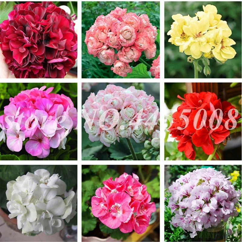 200 Pcs Rare Geranium Bonsai, Rainbow Pelargonium Flower Outdoor Potted Plants Perennial Flowers Garden De Flores Easy Grow
200 Pcs Rare Geranium Bonsai, Rainbow Pelargonium Flower Outdoor Potted Plants Perennial Flowers Garden De Flores Easy Grow