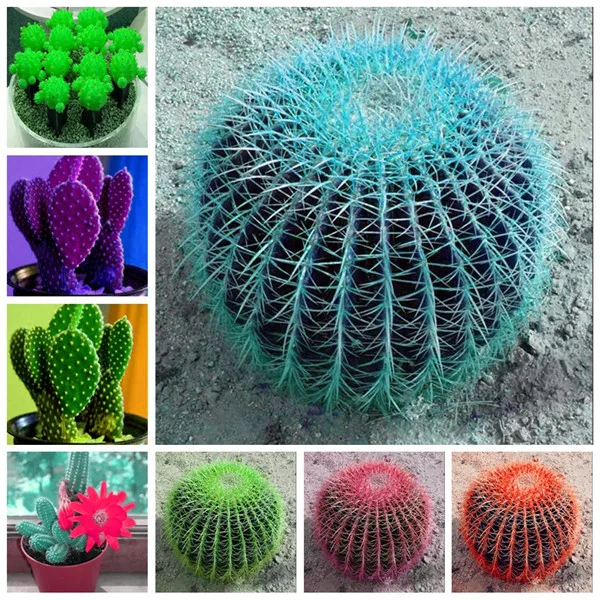 selling 100 Pcs Rare Cactus Bonsai, Mixed Living Stones Succulent Cactus Flowers Organic Garden Perennial Herb For Indoor
selling 100 Pcs Rare Cactus Bonsai, Mixed Living Stones Succulent Cactus Flowers Organic Garden Perennial Herb For Indoor