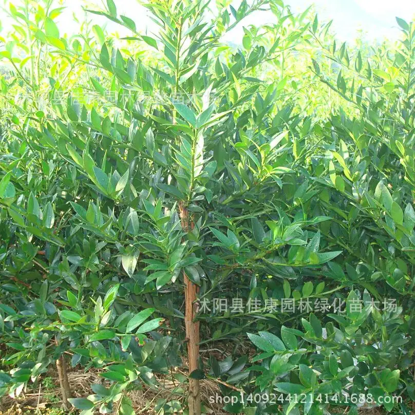 Nagi tree bonsai freshly collected plant size Yezhu Bai Chai plant Rohan big fruit Nageia bamboo Ye Baishan fir 200g / Pack
Nagi tree bonsai freshly collected plant size Yezhu Bai Chai plant Rohan big fruit Nageia bamboo Ye Baishan fir 200g / Pack